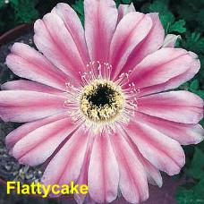 Flattycake.4.1.jpg 
